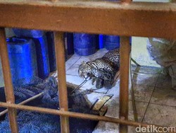 Jabar Hari Ini: Macan Tutul Nyasar di Permukiman Lukai Dua Warga