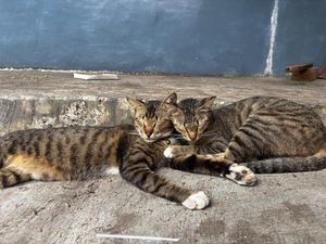 Kucing Ditendang Hilang Nyawa Bikin Pensiunan ASN Blora Jadi Tersangka