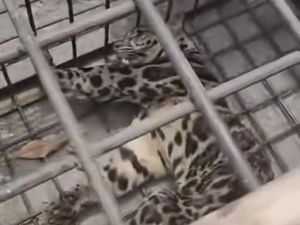 Macan Dahan Masuk Pemukiman Warga di Lahat Berhasil Diamankan