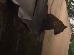 Video Kronologi Macan Tutul Masuk Kampung di Bandung, 2 Warga Terluka