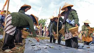 Petani Temanggung Tancap Gas Tanam Bawang Merah