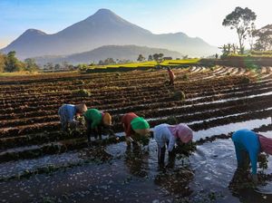 KUR BRI Jadi Andalan Petani Perkuat Ketahanan Pangan Nasional