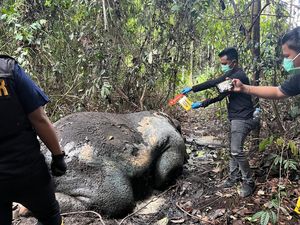 Gajah Sumatera Mati Dibunuh di Pelalawan, Ada Proyektil di Kepala