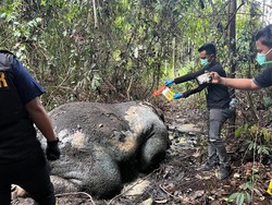 Polisi Selidiki Kematian Seekor Gajah di Hutan Pelalawan Riau