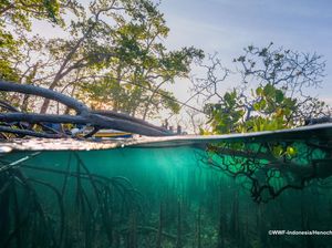 Rintangan Konservasi Laut dalam Pemafaatan Pariwisata di Pulang Romang-Demar