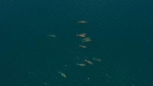 Kawanan Dugong Terbesar Ditemukan di Laut Indonesia, Adanya di MBD