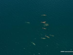 Kawanan Dugong Terbesar Ditemukan di Laut Indonesia, Adanya di MBD