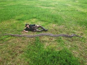 Ibu Baron, Ular Liar Terpanjang Dunia Ditemukan di Sulawesi