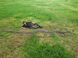 Ibu Baron, Ular Liar Terpanjang Dunia Ditemukan di Sulawesi