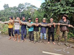 Ular Liar Terpanjang Dunia Ditemukan di Sulawesi, Pecahkan Rekor!