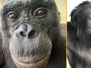 Bonobo Bisa Bermain Pura-pura Layaknya Manusia, Ilmuwan Kagum