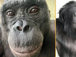 Bonobo Bisa Bermain Pura-pura Layaknya Manusia, Ilmuwan Kagum