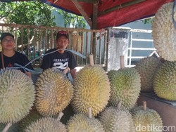 Cuan! Durian Asli Jatinom Klaten Mulai Diburu Penghobi Luar Daerah