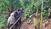 Bunga Bangkai di Kebun Raya Bogor Ini Mekar Lagi Usai 12 Tahun