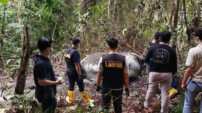 LAM Riau Kecam Pembunuhan Gajah Sumatera di Pelalawan