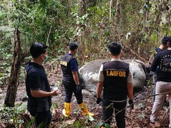 Tega Sekali! Gajah Sumatera Mati Terpenggal, Gadingnya Hilang