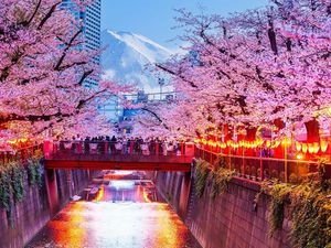 Kota di Jepang Batalkan Festival Sakura karena Ulah Wisatawan