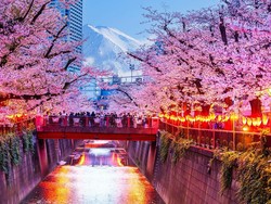 Video: Jepang Batalkan Festival Sakura Fuji 2026 Gara-Gara Overtourism!