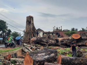 Pohon Randu Ratusan Tahun Ditebang, 5 Hari Baru Selesai