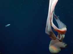 Penampakan Ubur-Ubur Raksasa Sebesar Bus Terekam di Laut Dalam