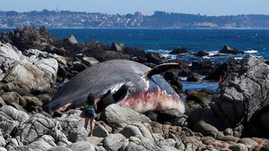 Bangkai Paus Terdampar di Pantai Algarrobo, Chile Jadi Sorotan