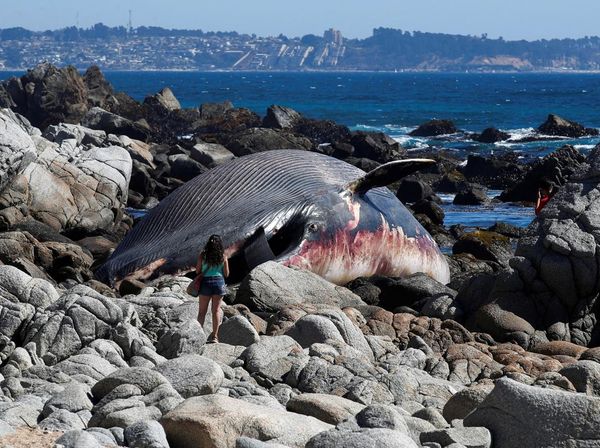 Bangkai Paus Terdampar di Pantai Algarrobo, Chile Jadi Sorotan