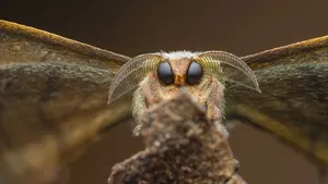 Kecil Tapi Mengagumkan, Ini Jawara Close-up Photographer of the Year