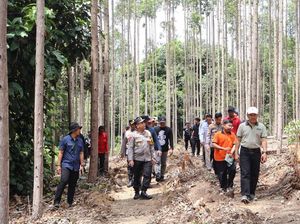 7 Langkah Pemerintah Usut Kematian Gajah Tanpa Gading dan Kepala