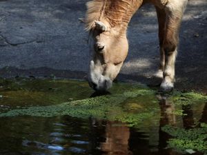 Tahun Baru Imlek, Kebun Binatang Taiwan Kampanyekan Kuda yang Terancam Punah