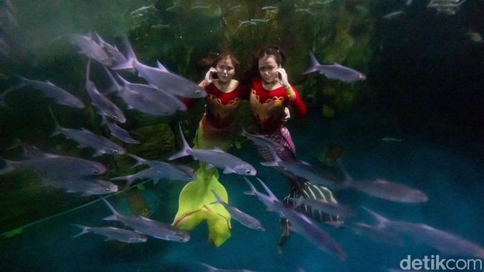 Almira dan Mayla: Menghidupkan Dongeng Bawah Air