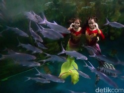 Almira dan Mayla: Menghidupkan Dongeng Bawah Air