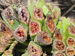 Penyakit Darah Pisang Serang 3 Desa di Flores Timur