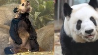 Dulu Kurus Kering di AS, Kini Panda Ya Ya Gemuk dan Sehat di China