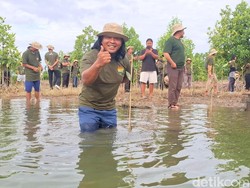 Menhut Apresiasi Petambak Tarakan, Buktikan Mangrove Bikin Panen Naik 100%