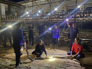 Geger Ular Piton 4 Meter Lilit Ayam dalam Kandang di Polman