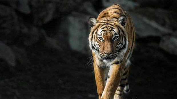 harimau malaya di malaysia