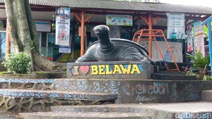 Melihat Siklus Hidup Kuya di Desa Belawa, Mulai Tukik hingga Dewasa