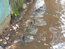 Liburan ke Cikuya Cirebon Yuk! Ada Labi-labi Berumur 30 Tahun