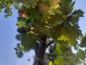 Mengenal Sukun dan Sejarahnya, Buah Bergizi Tinggi dari Pasifik