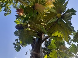 Mengenal Sukun dan Sejarahnya, Buah Bergizi Tinggi dari Pasifik