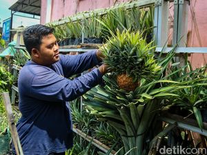 Melihat Kampung Nanas Jumbo di Seyegan, Modal 1 Bibit Tembus 10 Ribu Batang