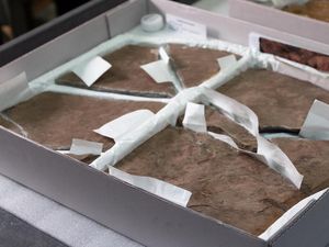 Kisah Fosil Jejak Dinosaurus Tertua di Negara Tetangga, Ditemukan Siswa SMA