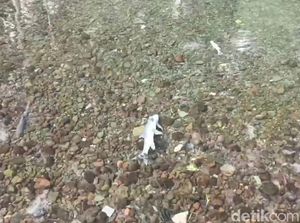 Alarm Wisata Kuningan Saat Ikan Dewa Berguguran