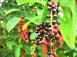 Mengenal Buah Wuni Khas Magelang yang Jarang Diketahui Beserta Manfaatnya