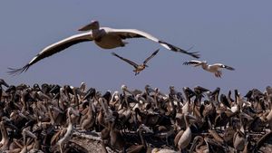 Melihat Surga Pelikan di Delta Sungai Senegal