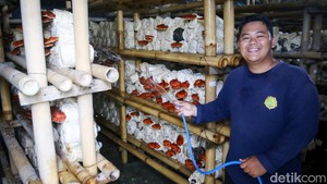 Kisah Jamaludin, Sosok di Balik Suksesnya Jamur Ling Zhi Tembus Pasar Ekspor