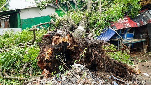 Pohon Tumbang Timpa Warung di Depok