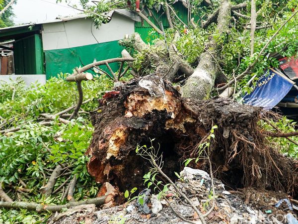 Pohon Tumbang Timpa Warung di Depok