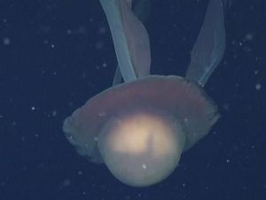 Video: Ini Ubur-ubur Hantu Raksasa Si Stygiomedusa gigantea