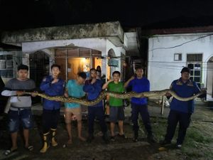 Ular Piton 7 Meter Ngumpet di Plafon Rumah Warga di Sultra, Damkar Evakuasi